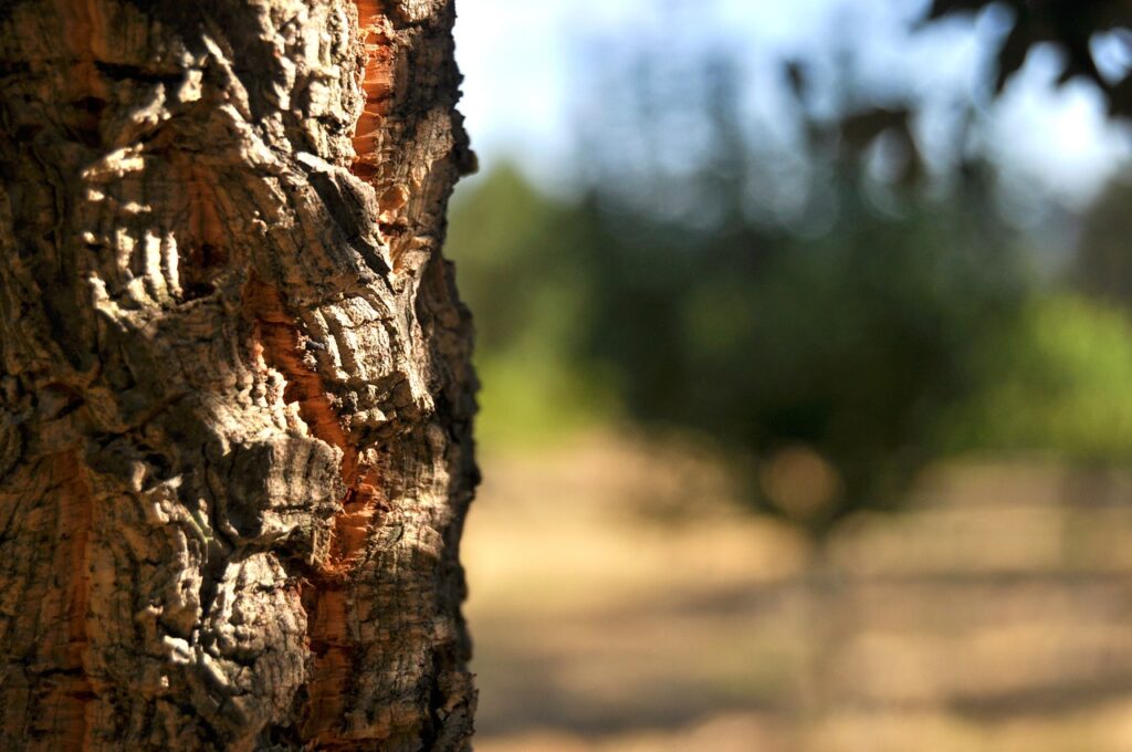 tree, bark, nature