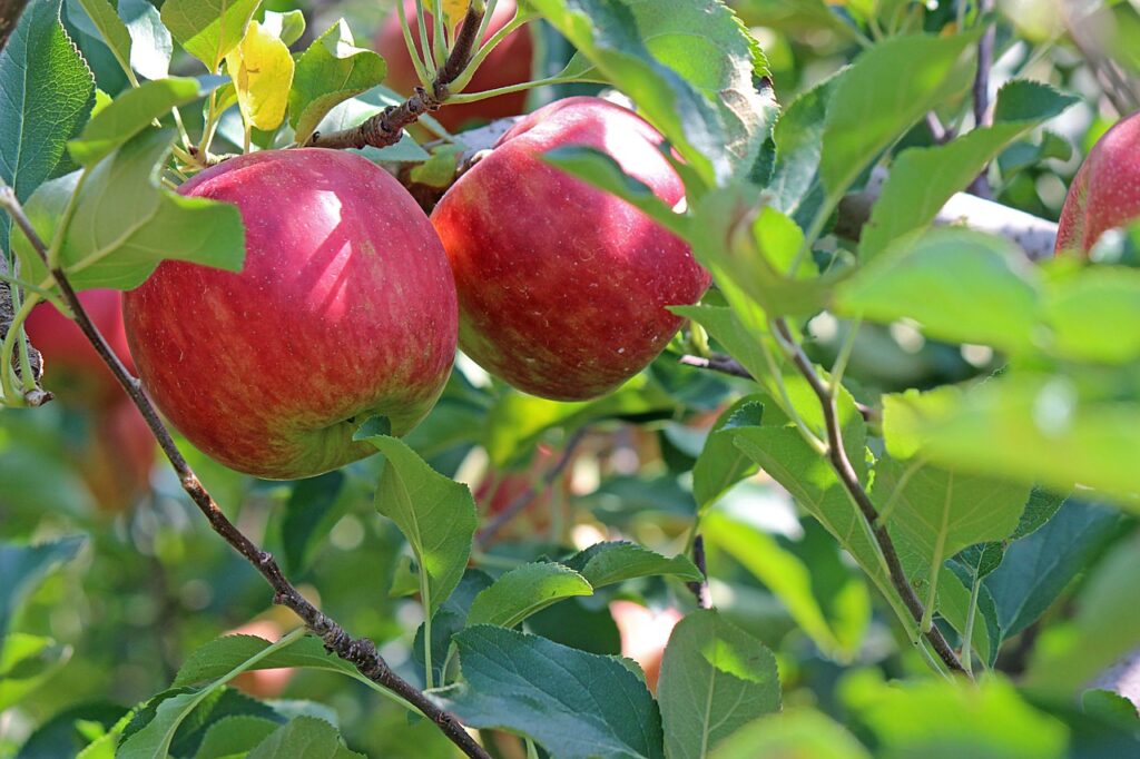 apple, ripe, red